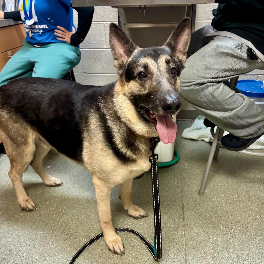 Tonka — thumbnail 4