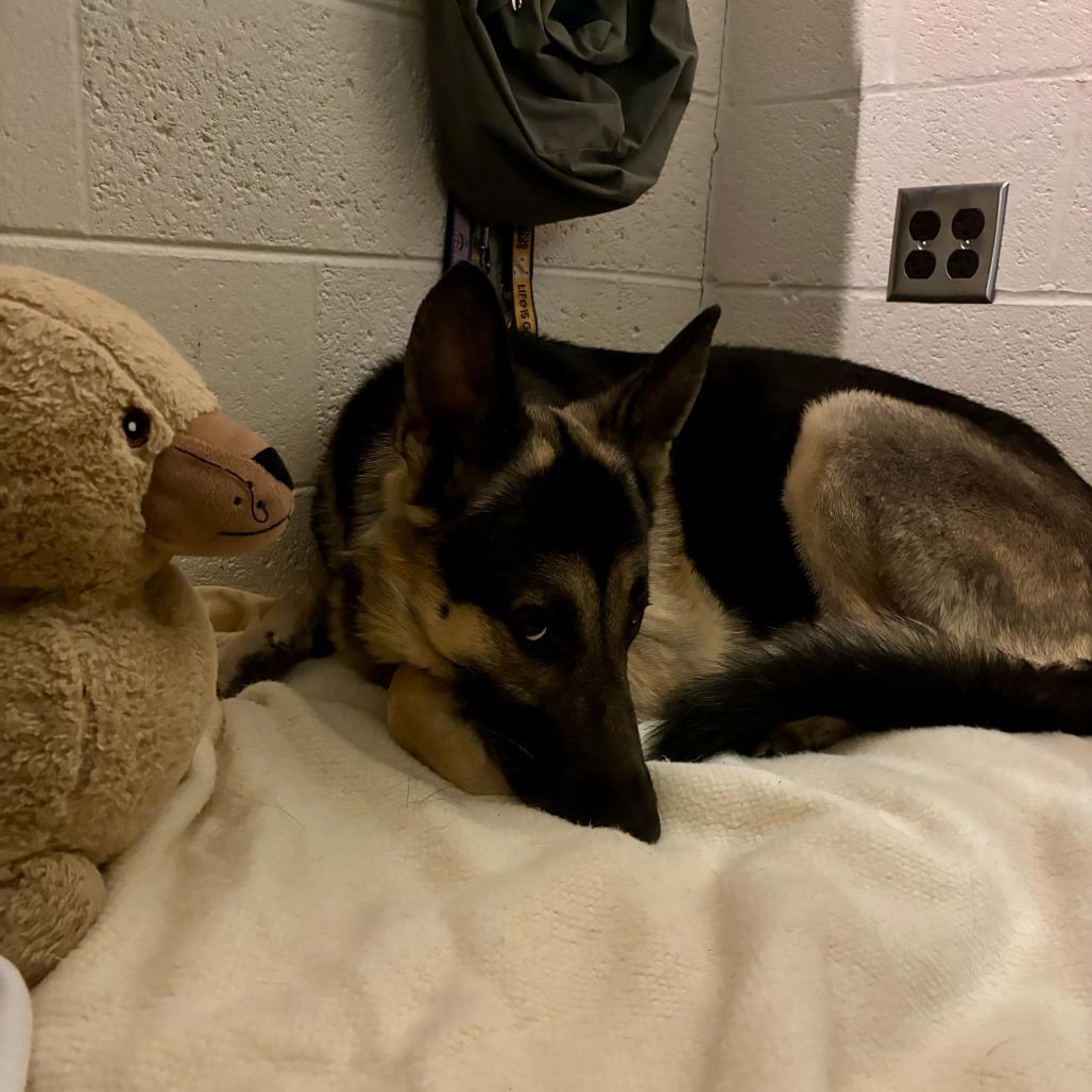 Tonka — thumbnail 5