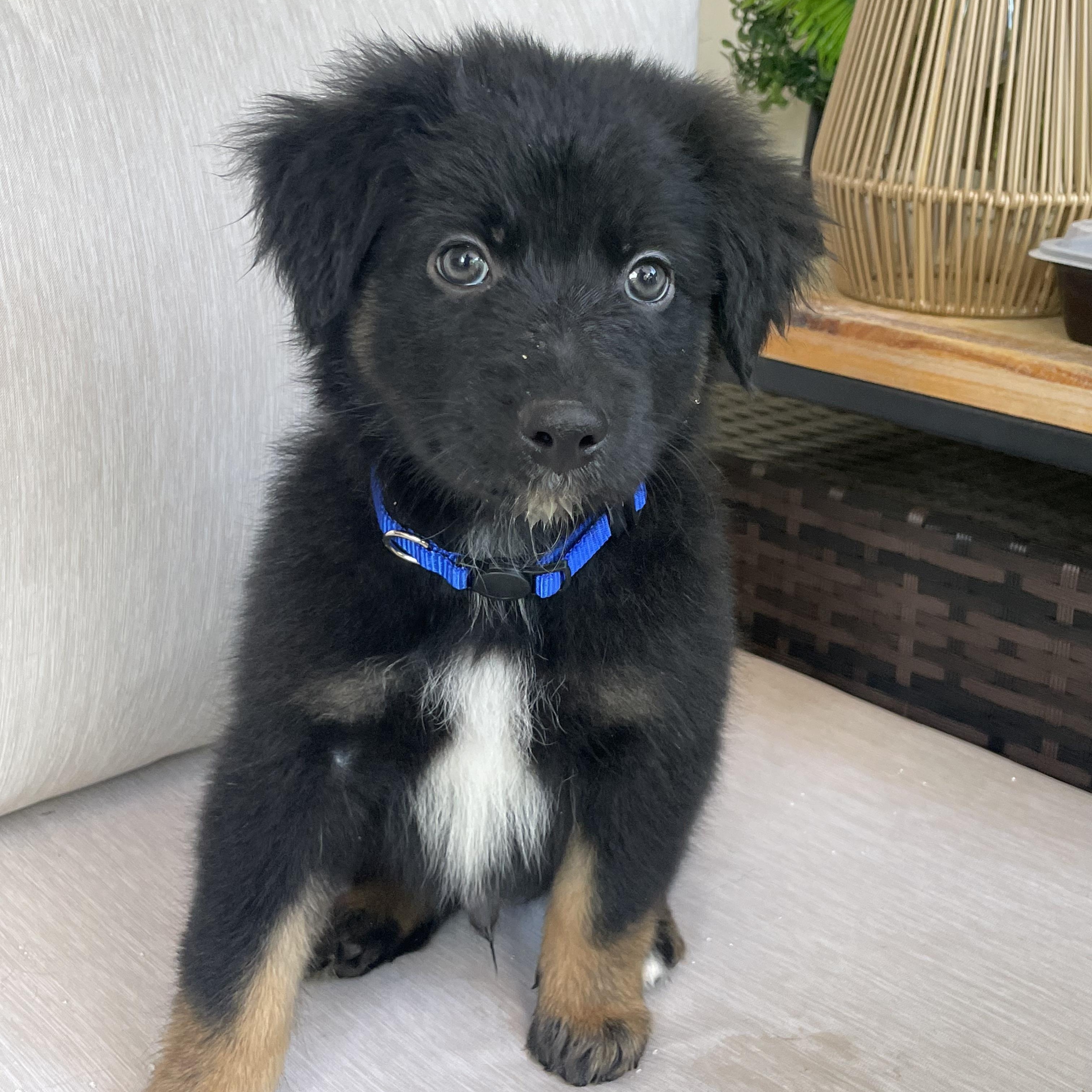 Astro, adopted, Puppy Male Australian Shepherd.