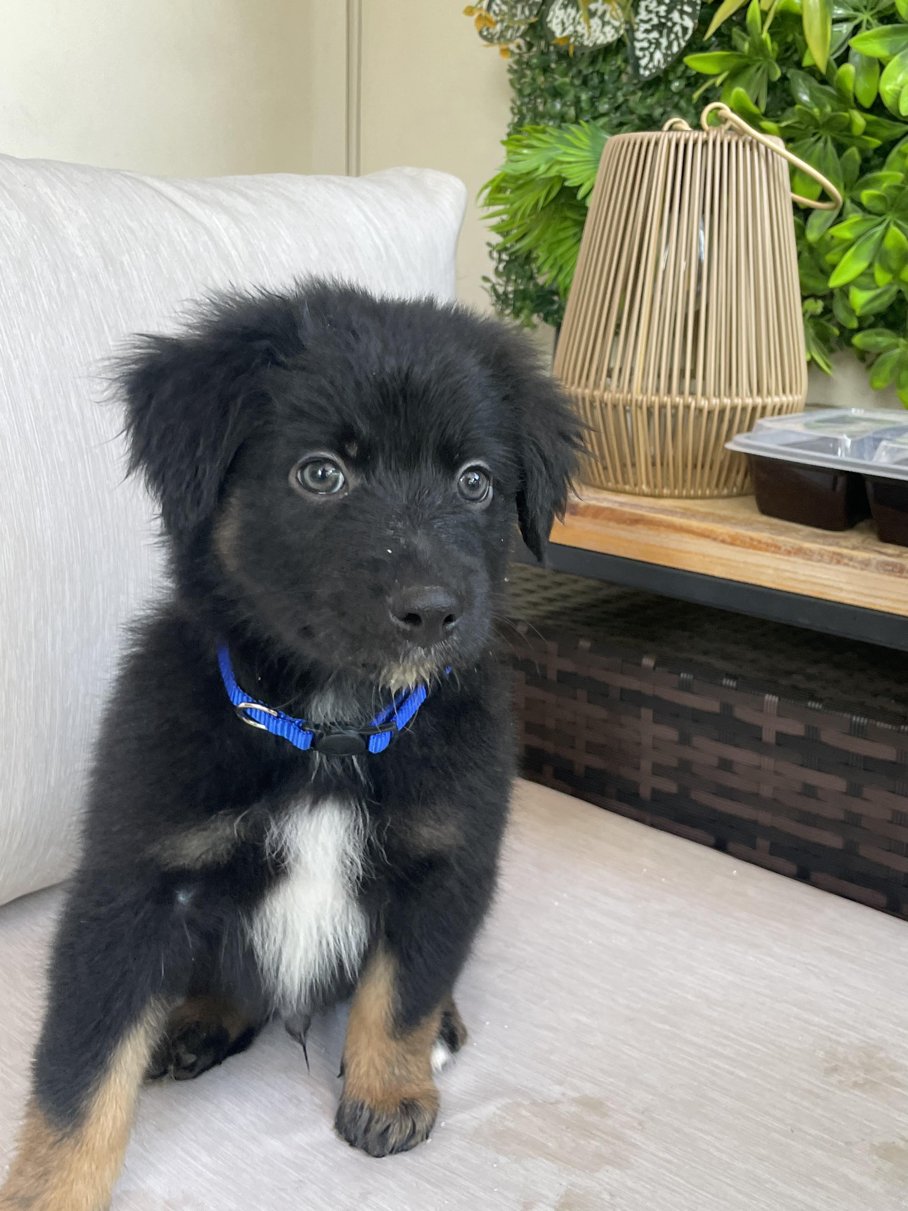 Enlarge Astro, an adopted mixed breed in Fort Collins, CO image 4/4