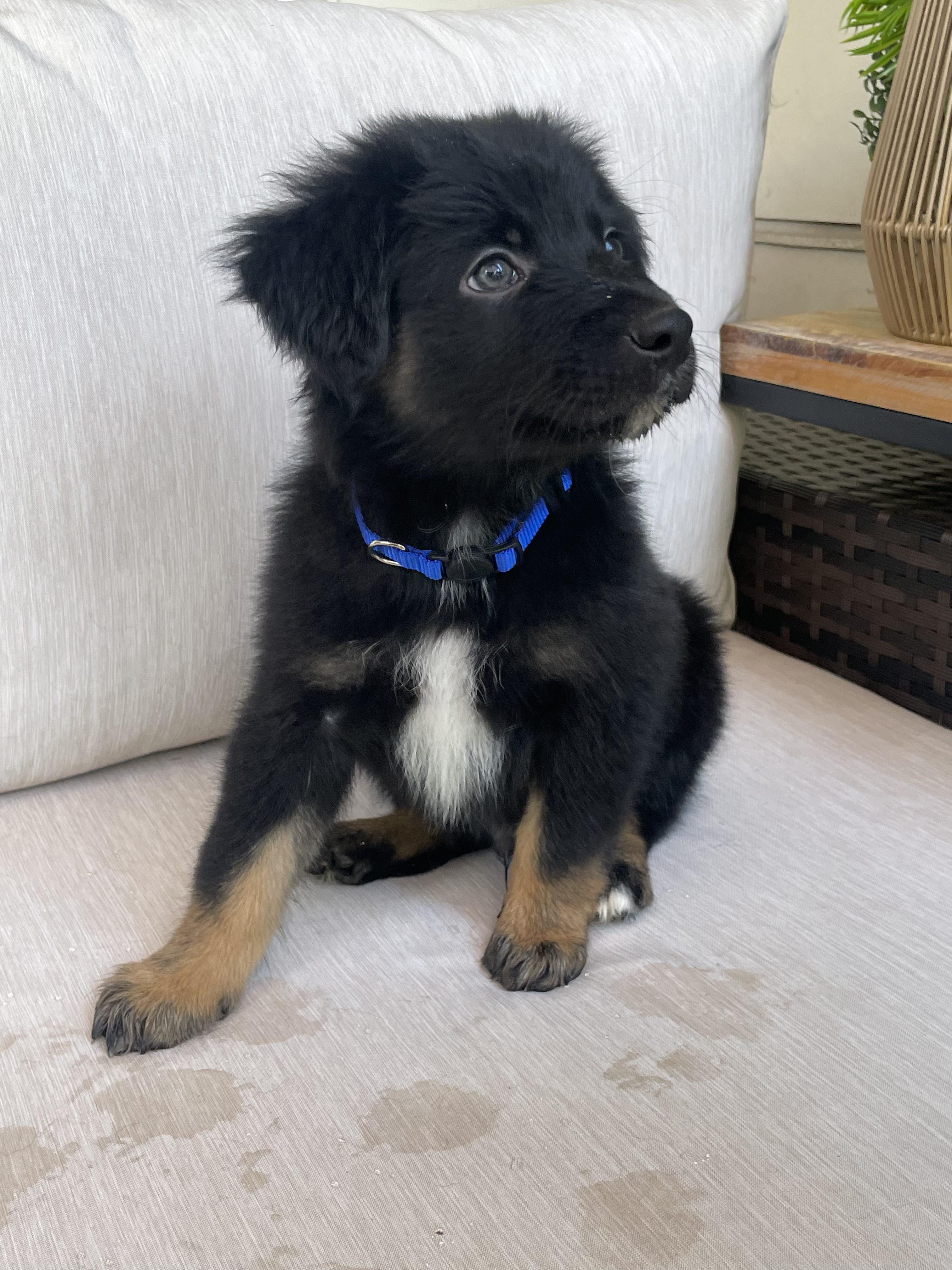 Enlarge Astro, an adopted mixed breed in Fort Collins, CO image 2/4