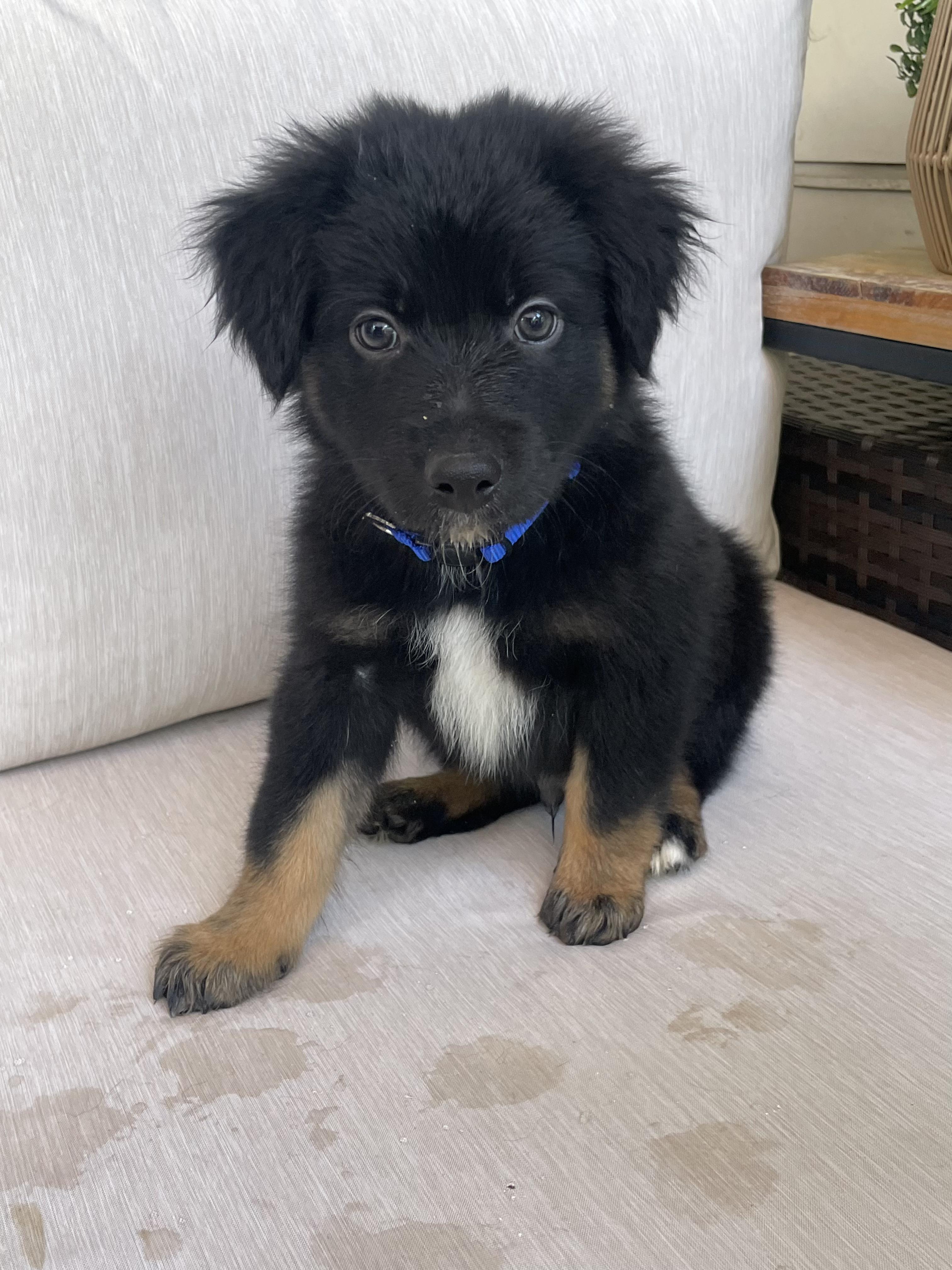 Enlarge Astro, an adopted mixed breed in Fort Collins, CO image 3/4
