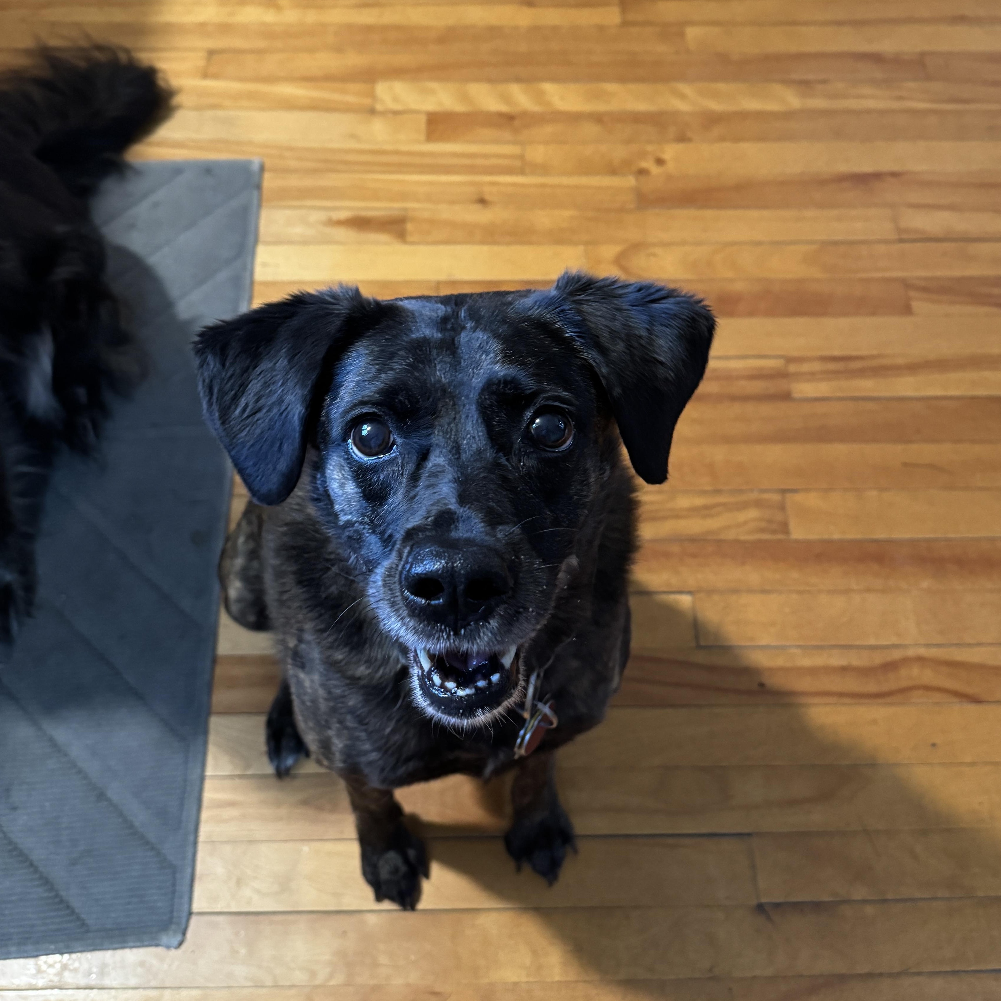 Lotte (NKA Auri)- COME MEET ME!, Adult Female unknown