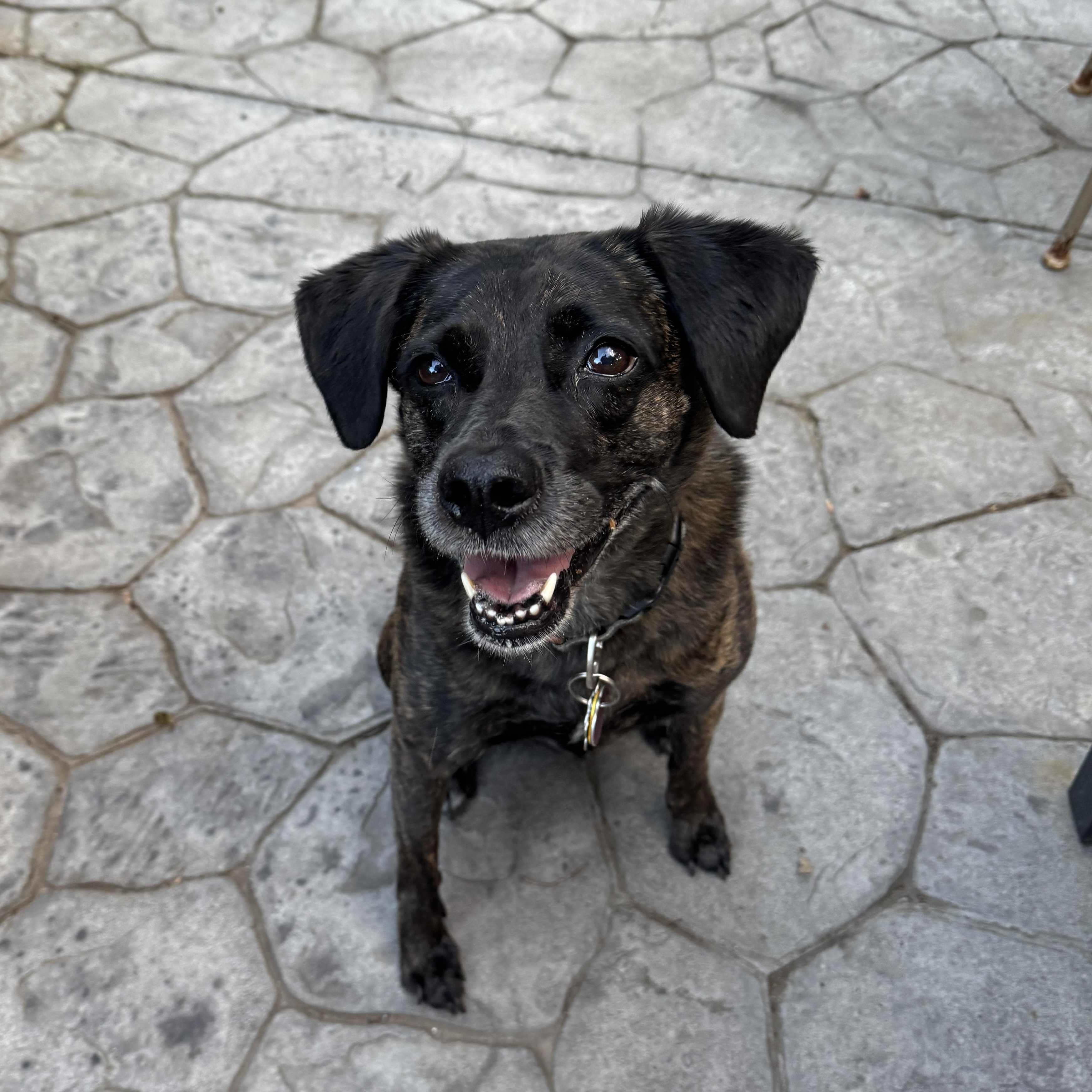 Lotte (NKA Auri)- COME MEET ME!, an adoptable Mountain Cur in Medfield, MA, 02052 | Photo Image 3