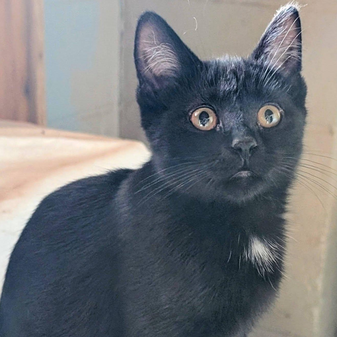 Enlarge Raven, a Adoptable mixed breed in Libby, MT image 1/5