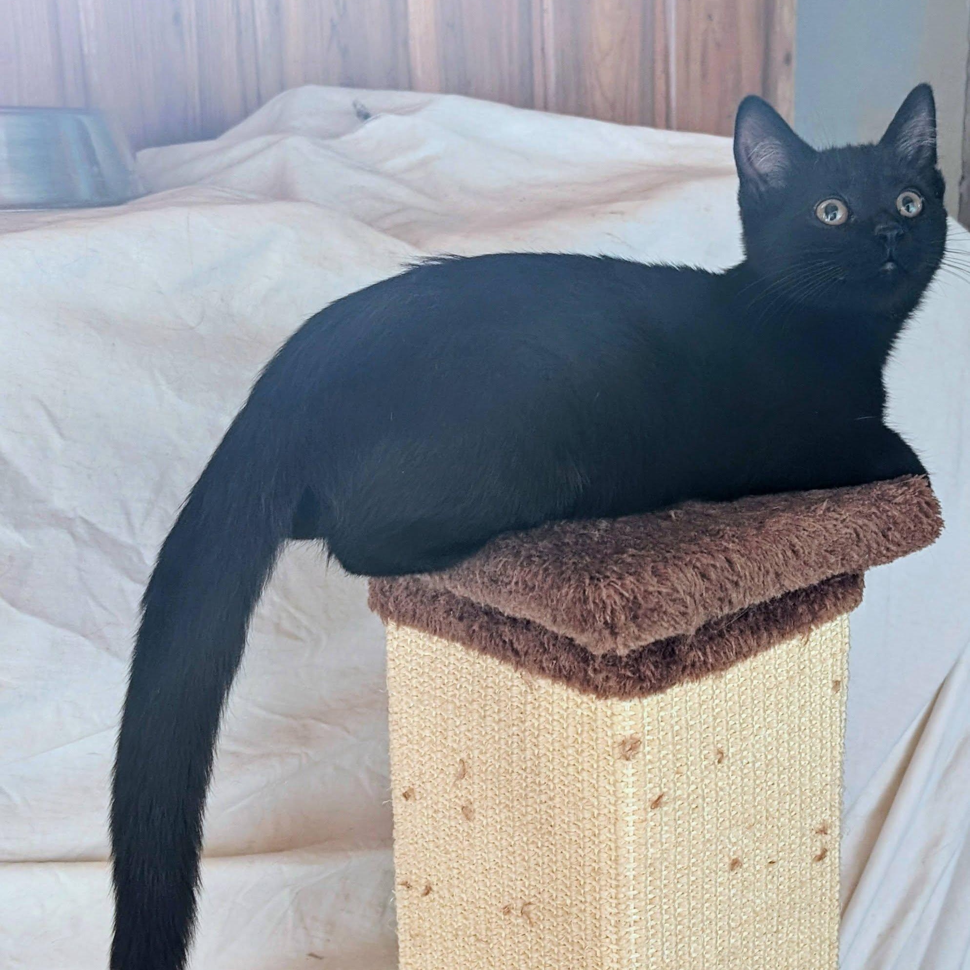 Enlarge Raven, a Adoptable mixed breed in Libby, MT image 5/5