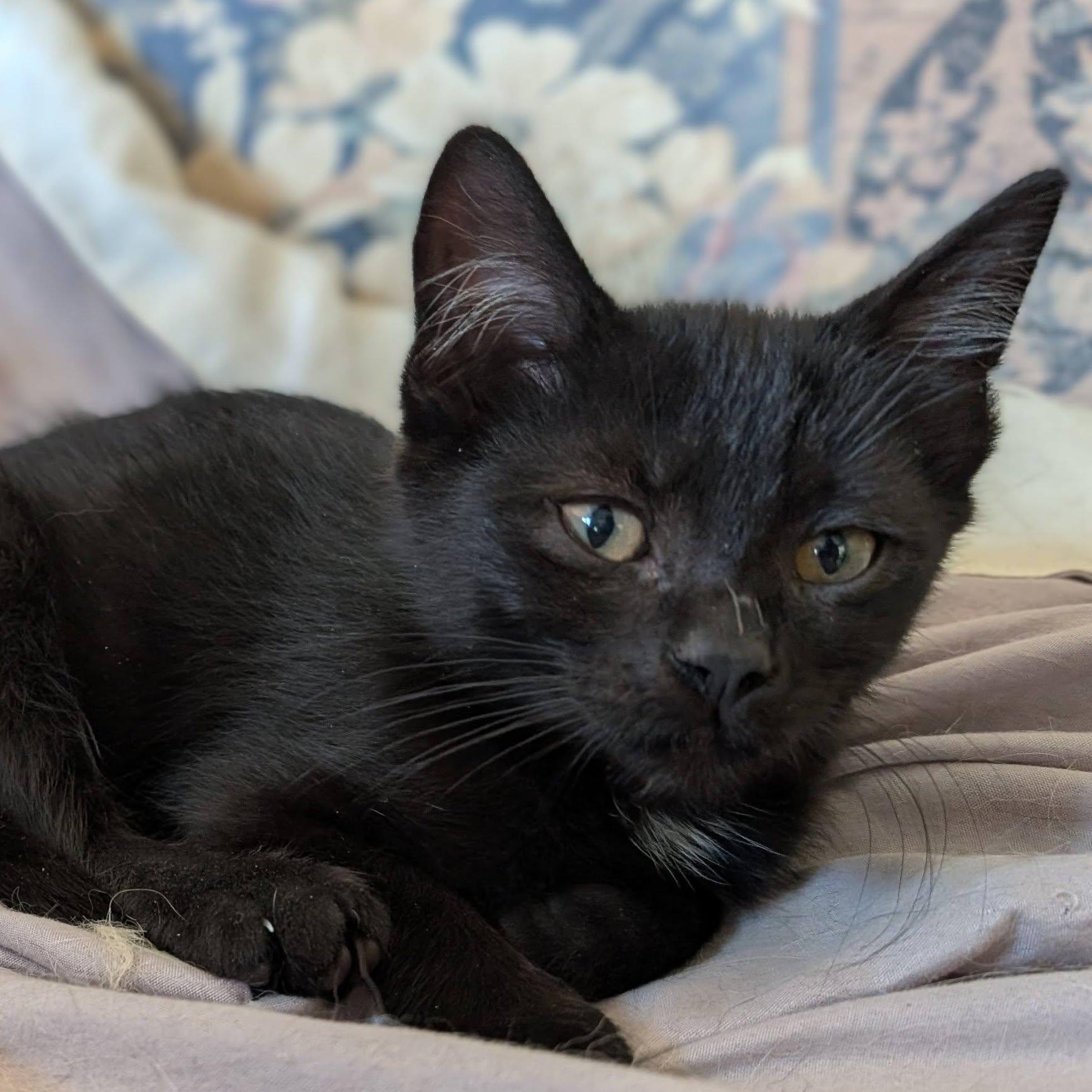 Enlarge Raven, a Adoptable mixed breed in Libby, MT image 2/5