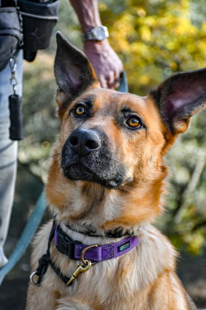 Enlarge Flynn, a Adoptable mixed breed in Shingle Springs, CA image 2/6