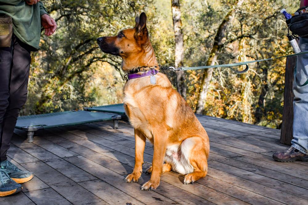 Enlarge Flynn, a Adoptable mixed breed in Shingle Springs, CA image 3/6