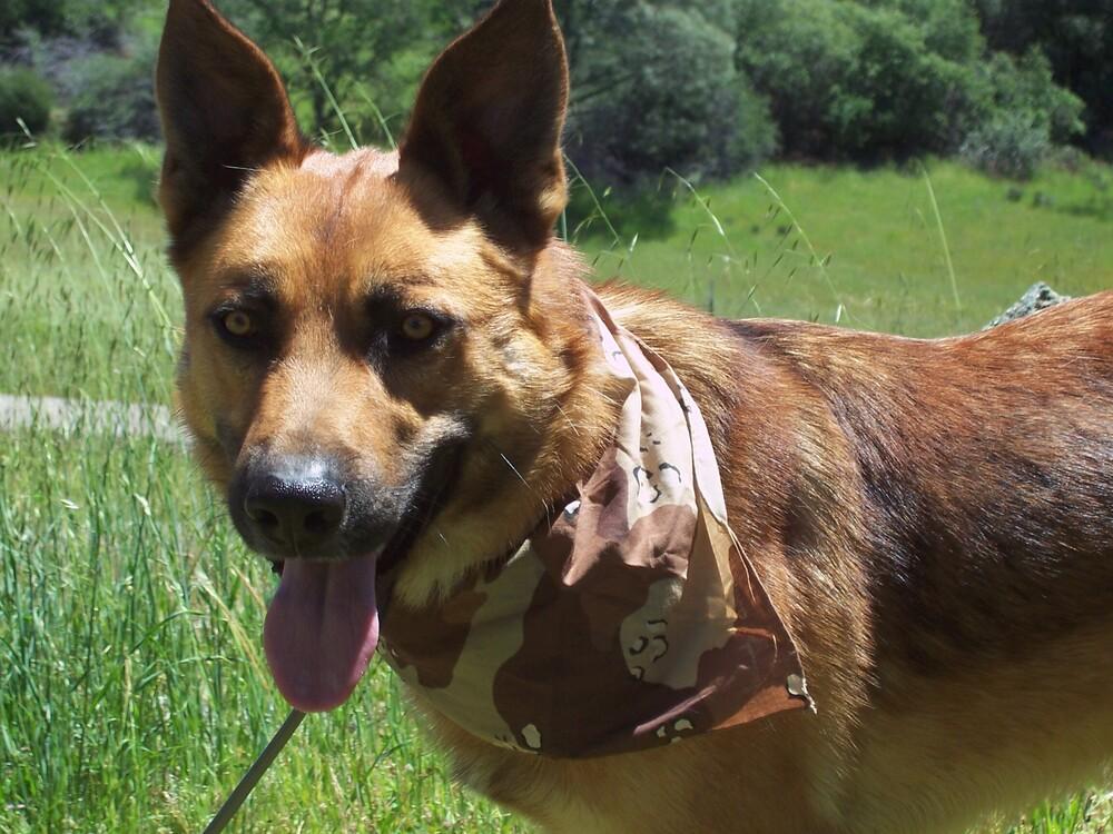 Enlarge Flynn, a Adoptable mixed breed in Shingle Springs, CA image 4/6