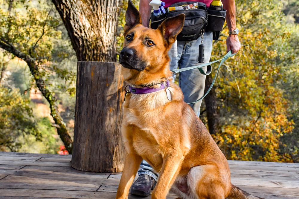Enlarge Flynn, a Adoptable mixed breed in Shingle Springs, CA image 5/6