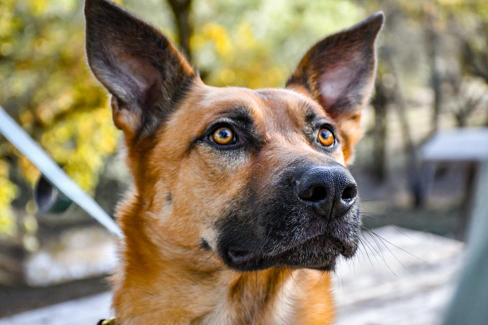 Enlarge Flynn, a Adoptable mixed breed in Shingle Springs, CA image 6/6