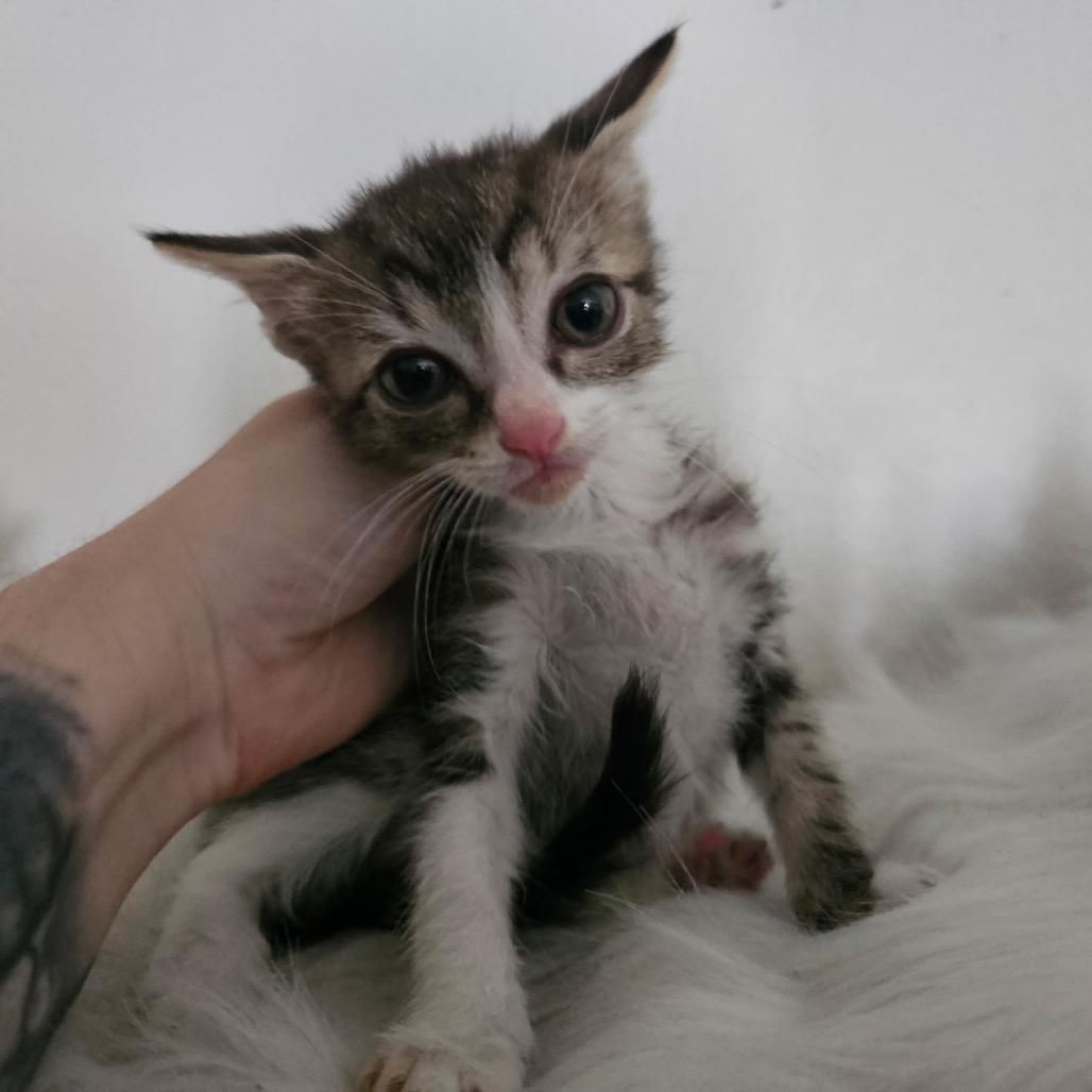 Hercules, Adoptable, Kitten Male Domestic Short Hair.