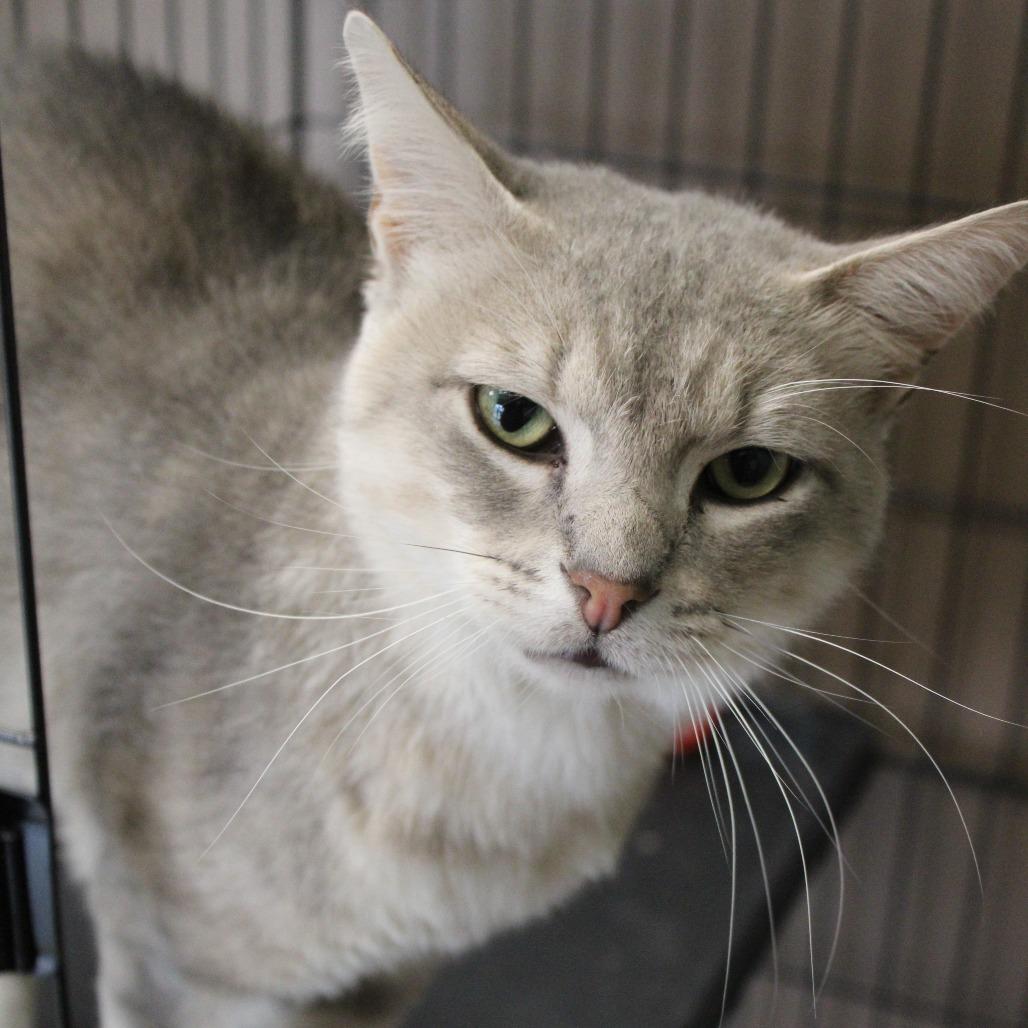 Phish, Adoptable, Adult Male Domestic Short Hair.