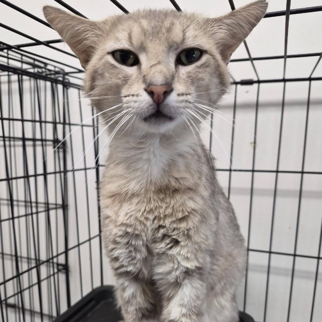 Enlarge Phish, a Adoptable Domestic Short Hair in Cleveland, MS image 2/2