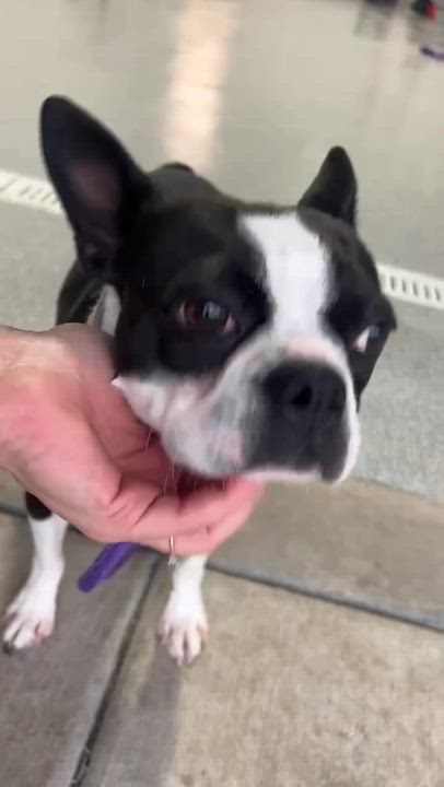 Enlarge Sally , an adopted Boston Terrier in Minooka, IL video 1/2