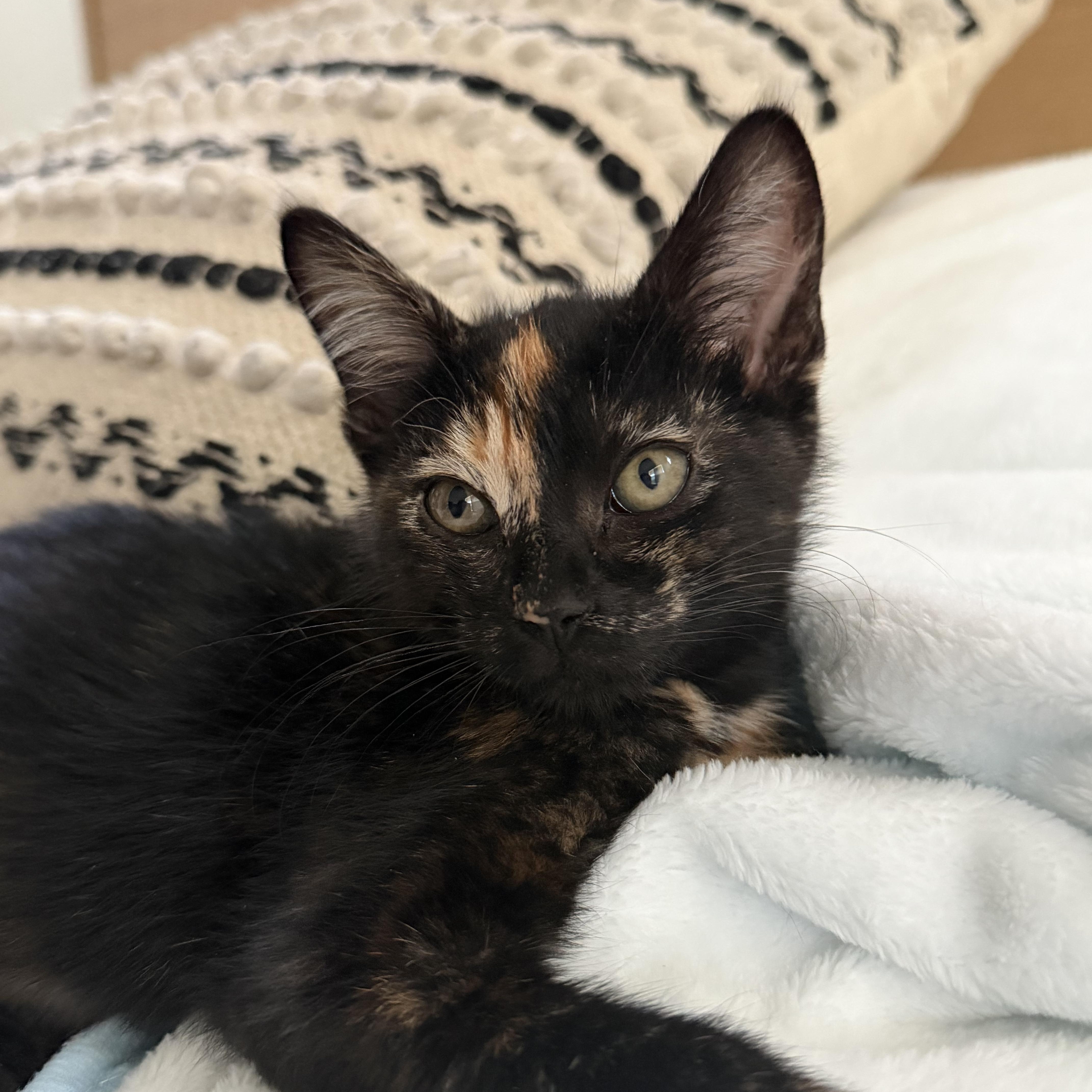 Enlarge Zennia, an adoptable Tortoiseshell in Oakley, CA image 2/2