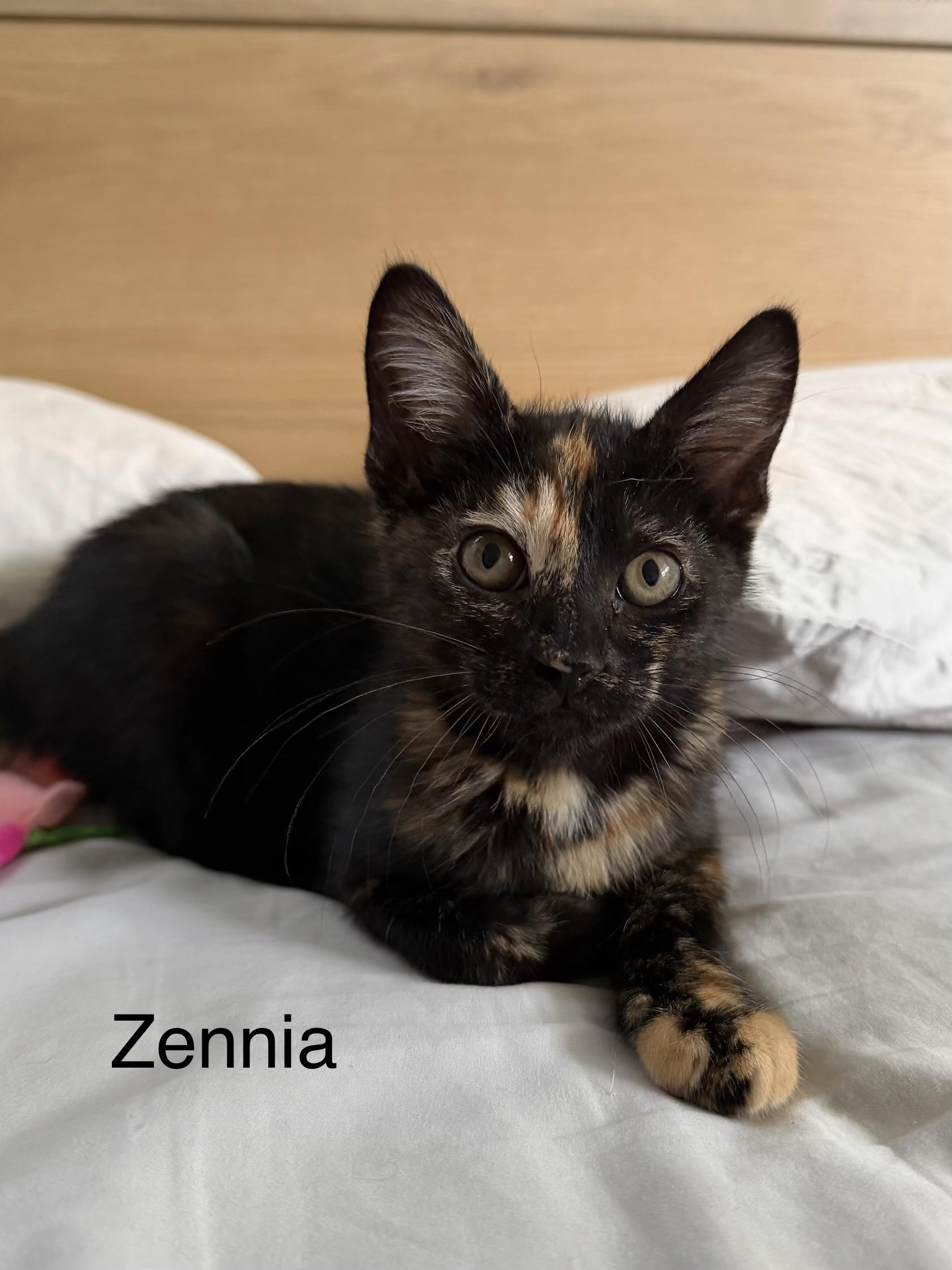 Enlarge Zennia, an adoptable Tortoiseshell in Oakley, CA image 1/2