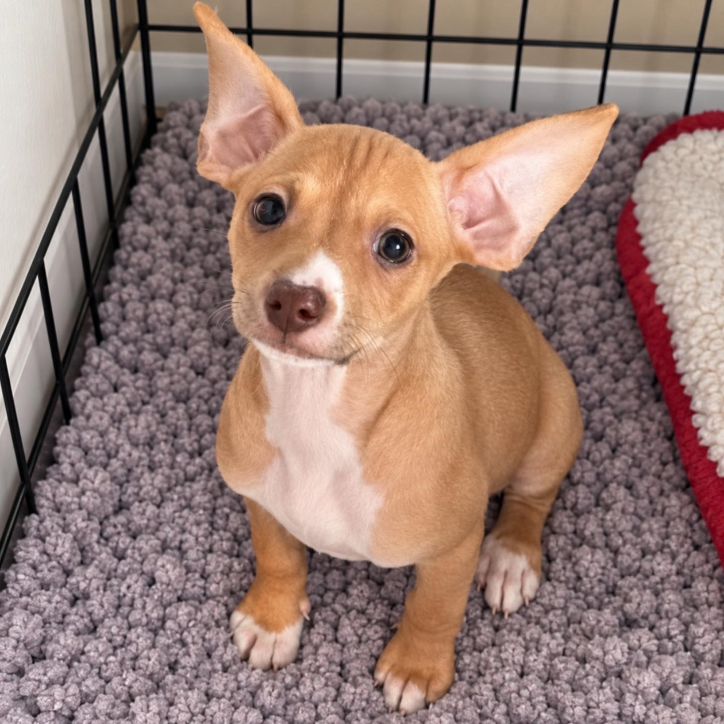 Enlarge Daphne, a Adoptable mixed breed in Ferndale, MI image 4/4
