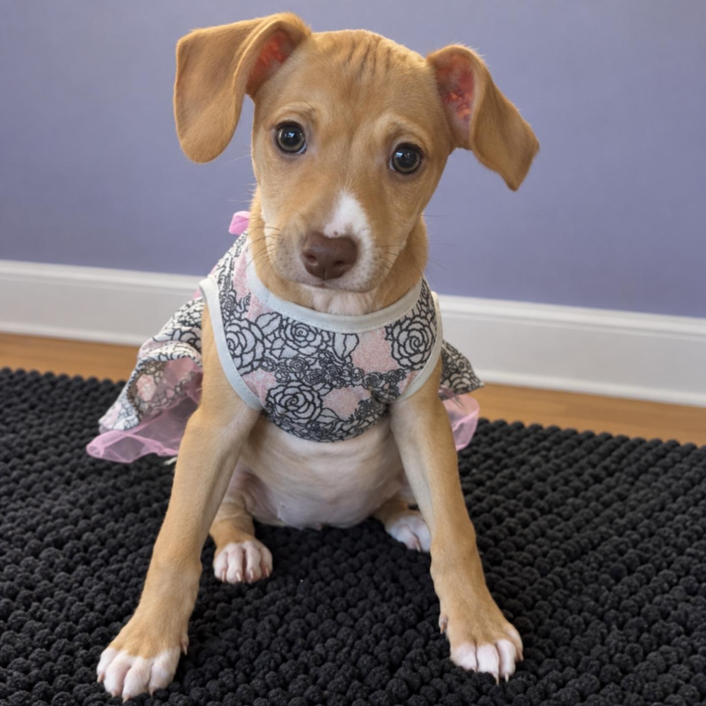 Enlarge Daphne, a Adoptable mixed breed in Ferndale, MI image 2/4