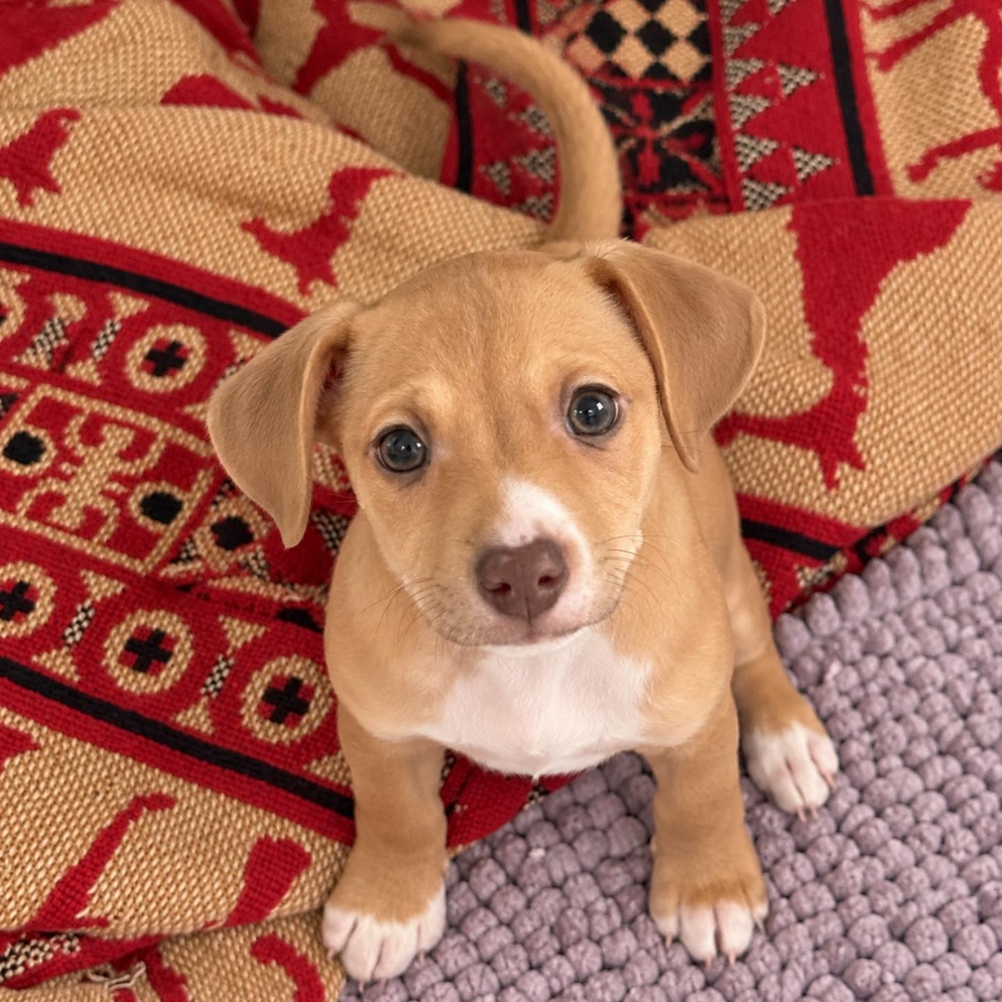Enlarge Daphne, a Adoptable mixed breed in Ferndale, MI image 3/4