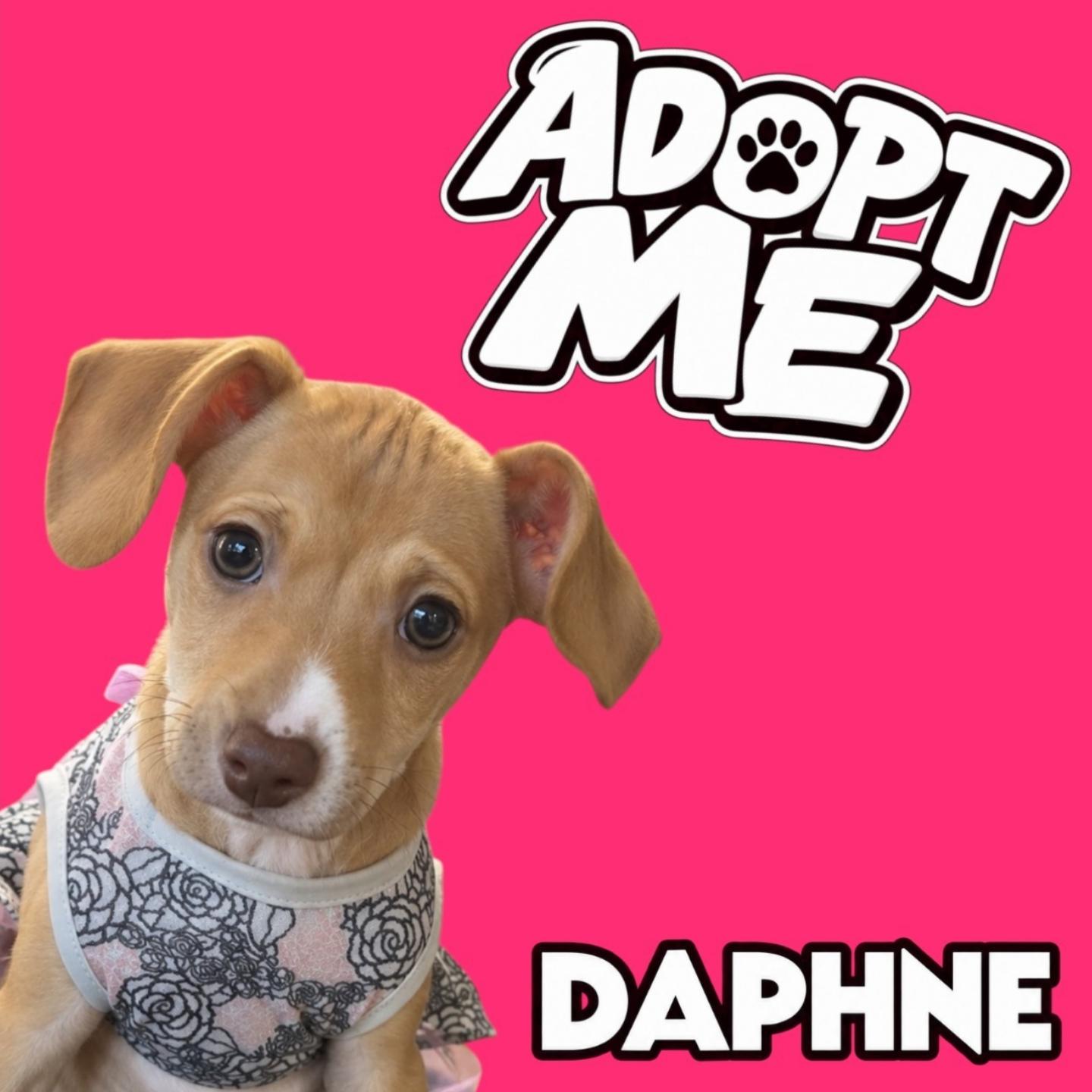 Daphne, Adoptable, Puppy Female Chihuahua.