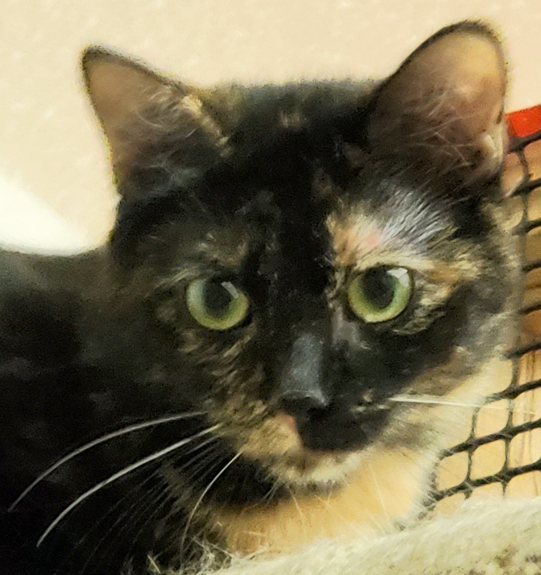 Enlarge Beach Girl Ariel, a Adoptable mixed breed in Glen Ellyn, IL image 2/4