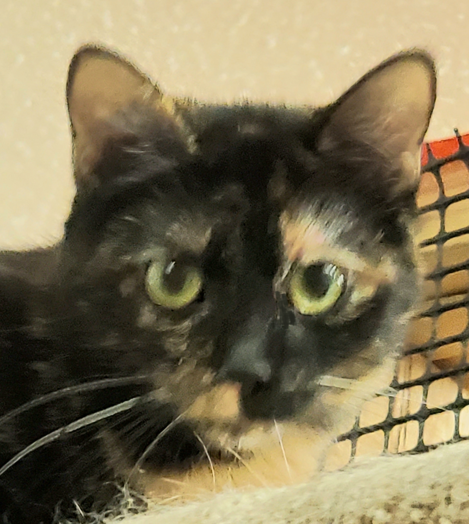 Enlarge Beach Girl Ariel, a Adoptable mixed breed in Glen Ellyn, IL image 3/4