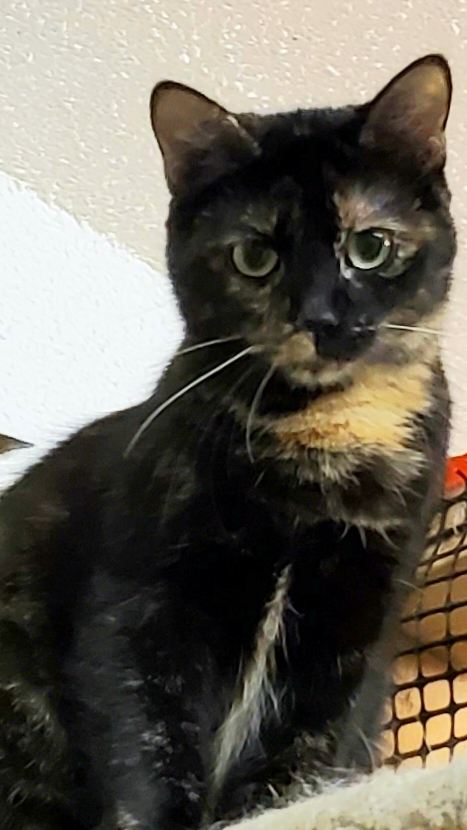 Enlarge Beach Girl Ariel, a Adoptable mixed breed in Glen Ellyn, IL image 4/4