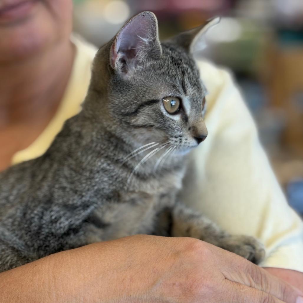 Thomas, Adoptable, Kitten Male Domestic Short Hair.
