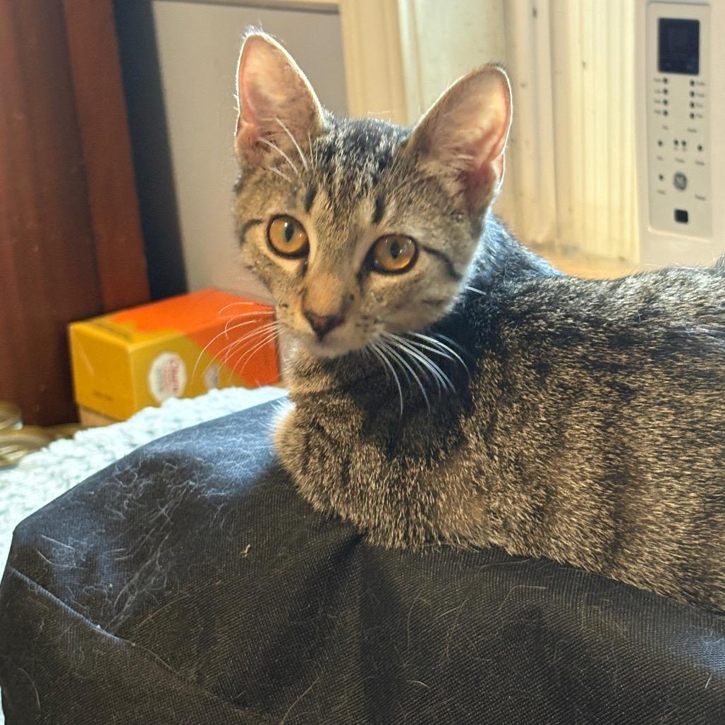 Enlarge Thomas, a Adoptable Domestic Short Hair in ATOKA, TN image 4/5