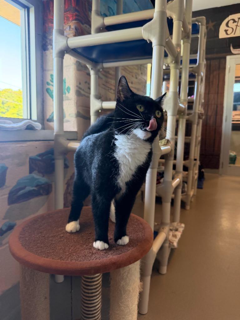 Eva, Adoptable, Young Female Domestic Short Hair.