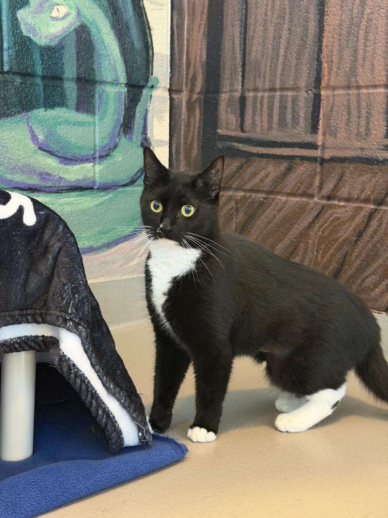 Enlarge Eva, a Adoptable mixed breed in Hyde Park, NY image 2/2