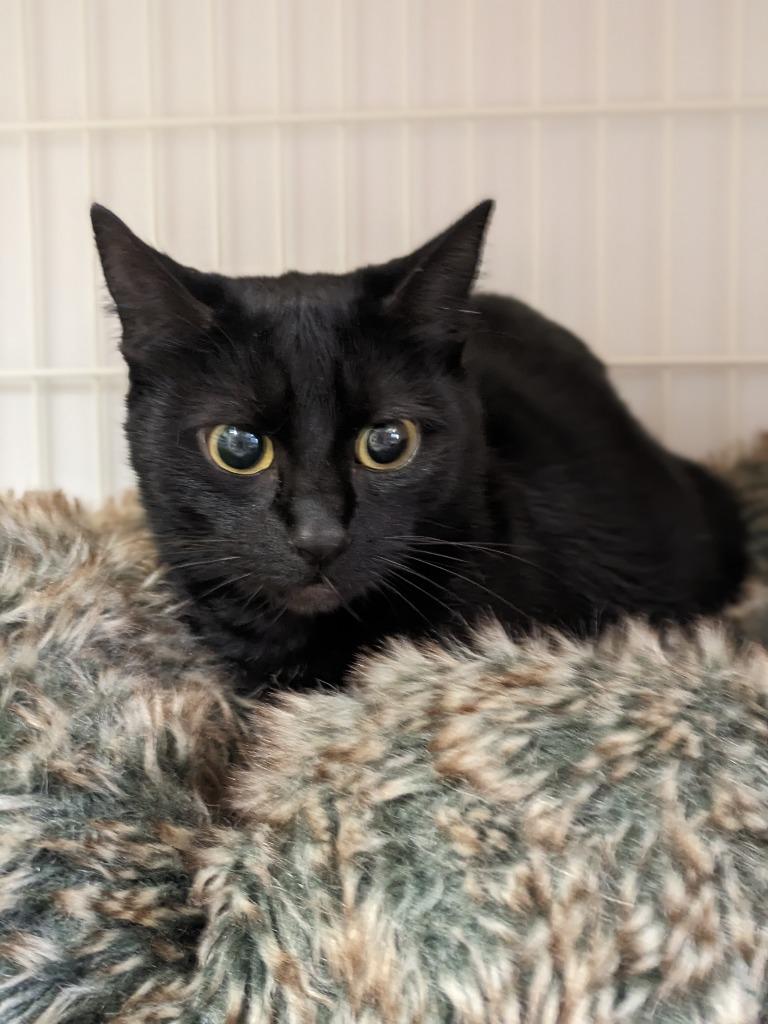 Charcoal Cheesecake (Shadow), Adoptable, Adult Female Domestic Short Hair.