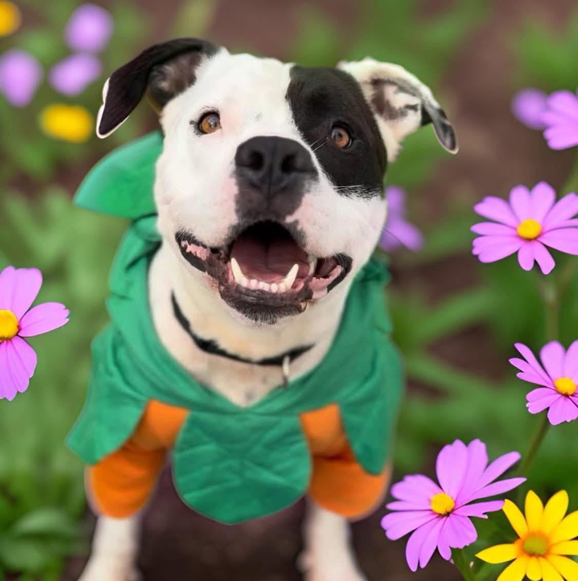 Enlarge Petey, a ADOPTABLE mixed breed in Darien, CT image 3/4