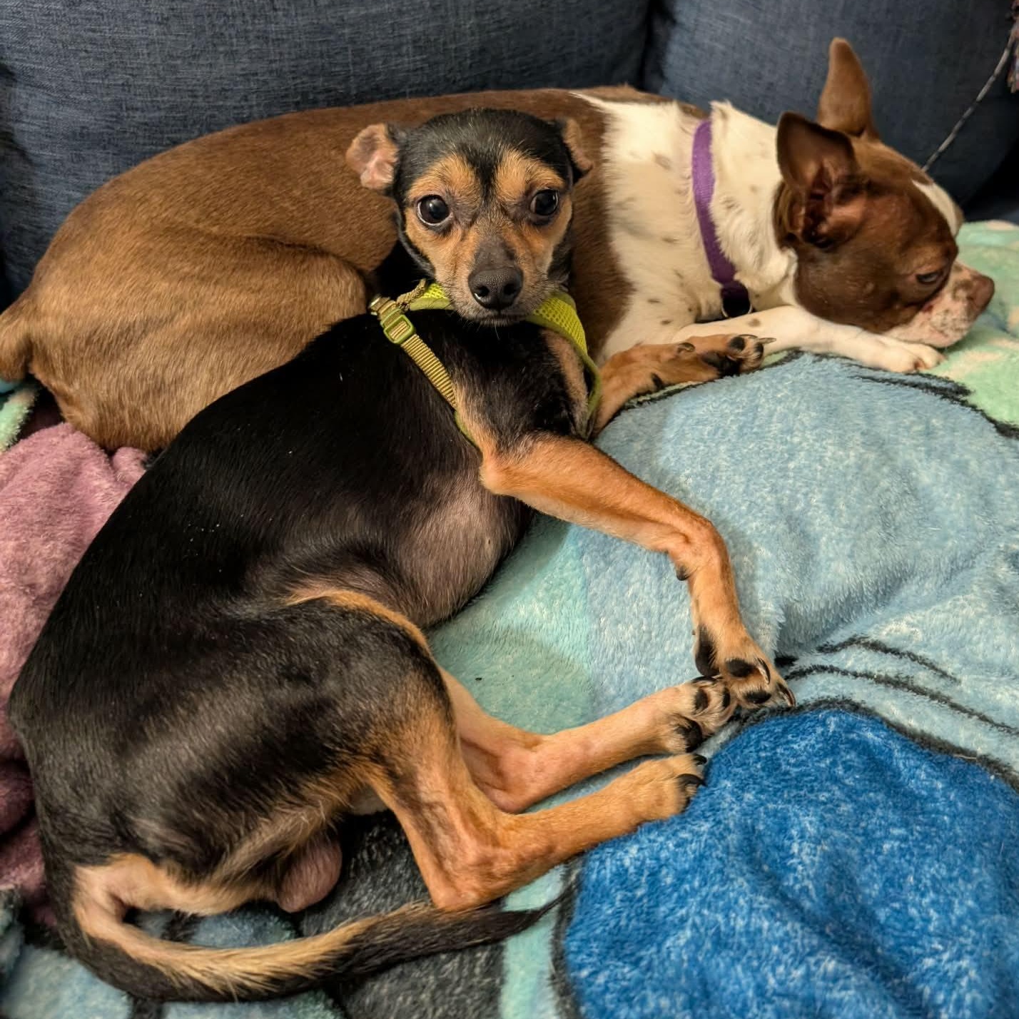Enlarge Jareth, a ADOPTABLE mixed breed in Rochester, NY image 2/6