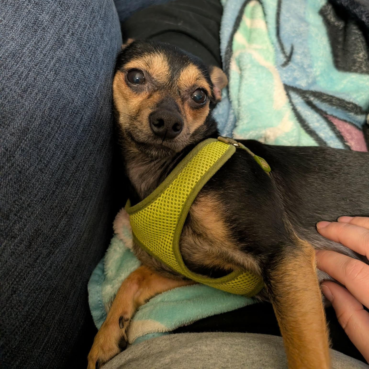 Enlarge Jareth, a ADOPTABLE mixed breed in Rochester, NY image 6/6