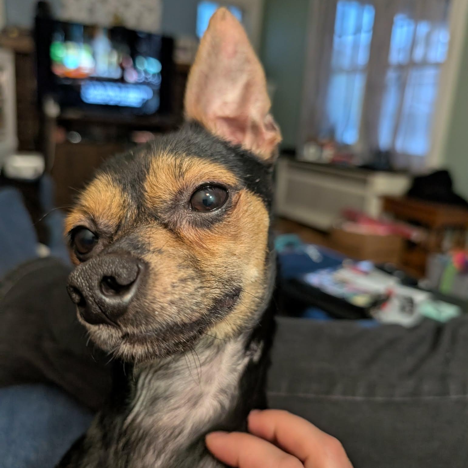 Enlarge Jareth, a ADOPTABLE mixed breed in Rochester, NY image 4/6