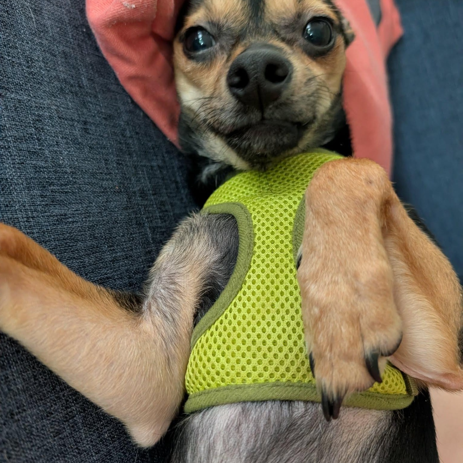 Enlarge Jareth, a ADOPTABLE mixed breed in Rochester, NY image 3/6