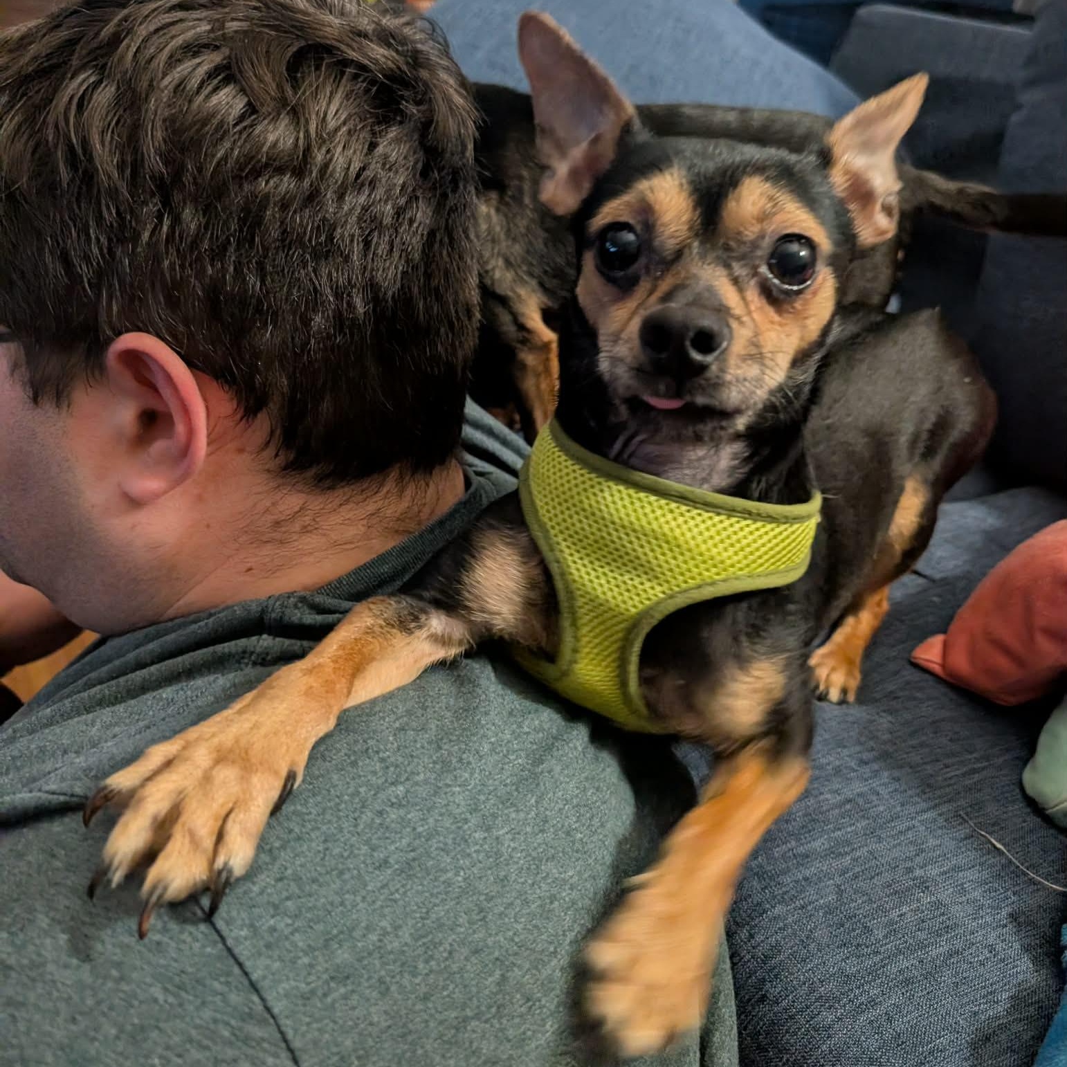 Enlarge Jareth, a ADOPTABLE mixed breed in Rochester, NY image 1/6
