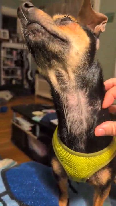 Enlarge Jareth, a ADOPTABLE mixed breed in Rochester, NY video 5/6
