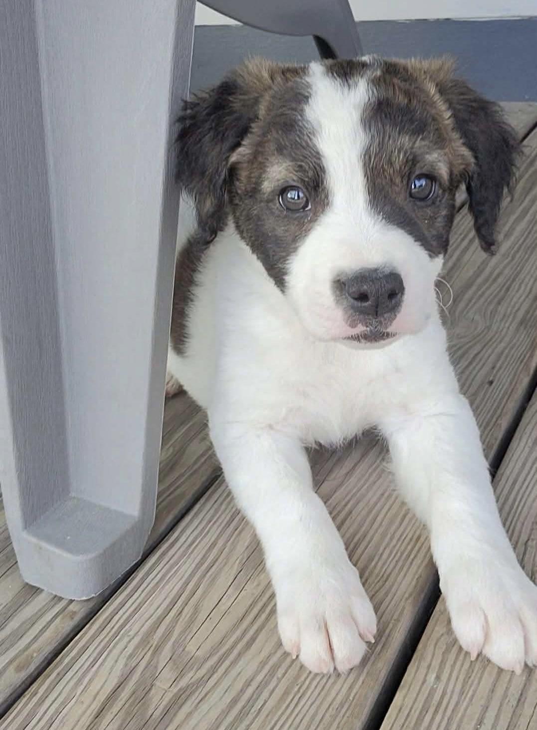 Enlarge Maisie , an adopted mixed breed in China Township, MI image 5/6
