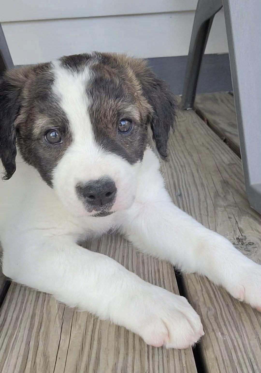 Enlarge Maisie , an adopted mixed breed in China Township, MI image 3/6