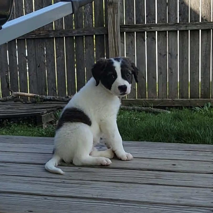 Enlarge Maisie , an adopted mixed breed in China Township, MI image 6/6