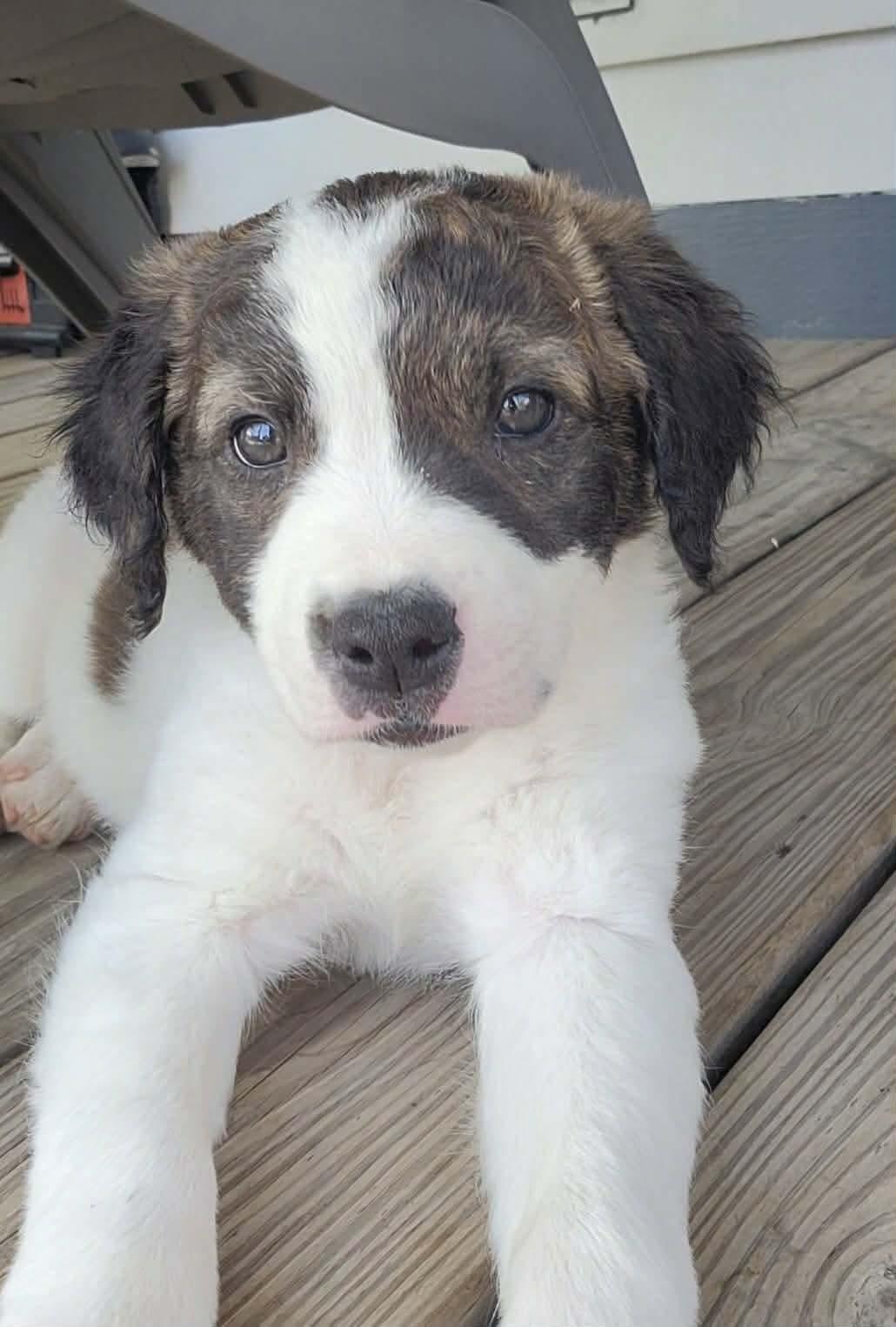 Maisie , adopted, Puppy Female Australian Cattle Dog / Blue Heeler.
