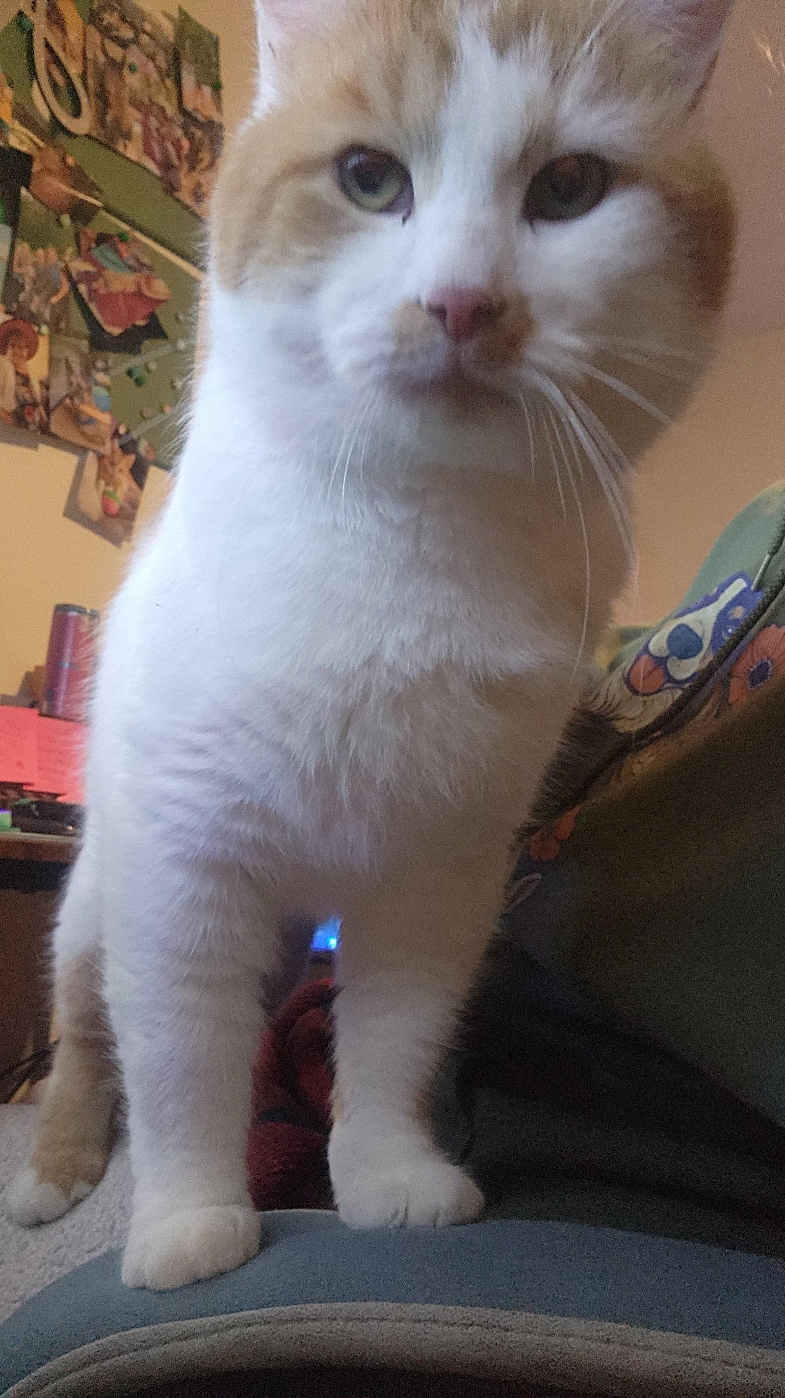 Bombur, Adoptable, Adult Male Tabby & Domestic Short Hair.