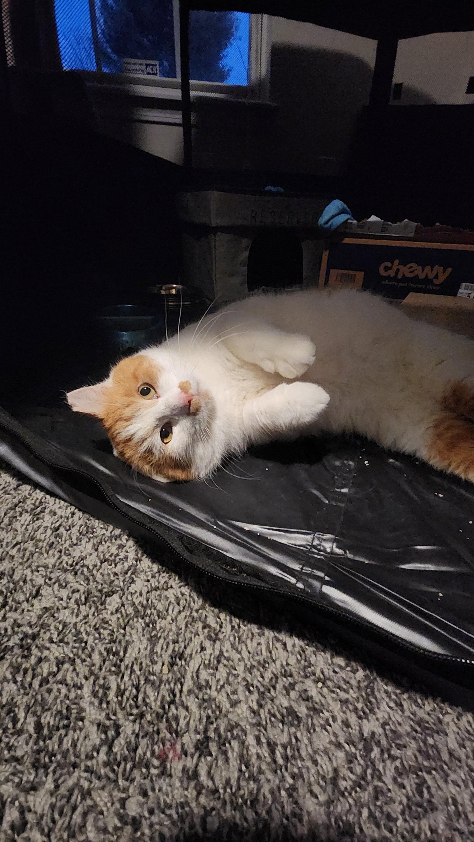 Enlarge Bombur, a Adoptable mixed breed in Georgetown, KY image 2/3