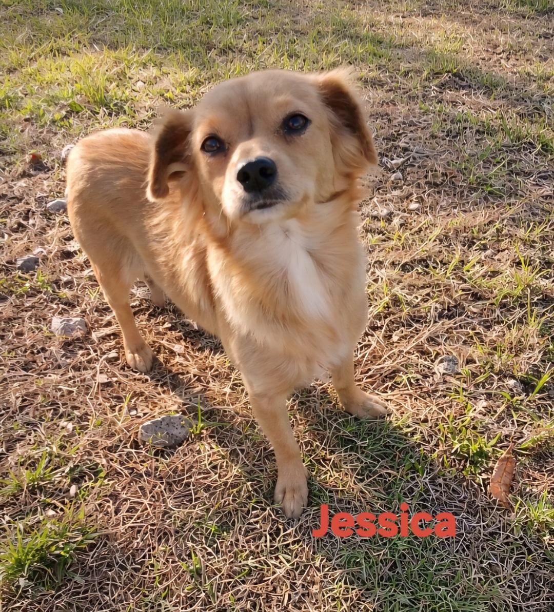Enlarge Jessica, an adopted mixed breed in New Port Richey, FL image 1/1