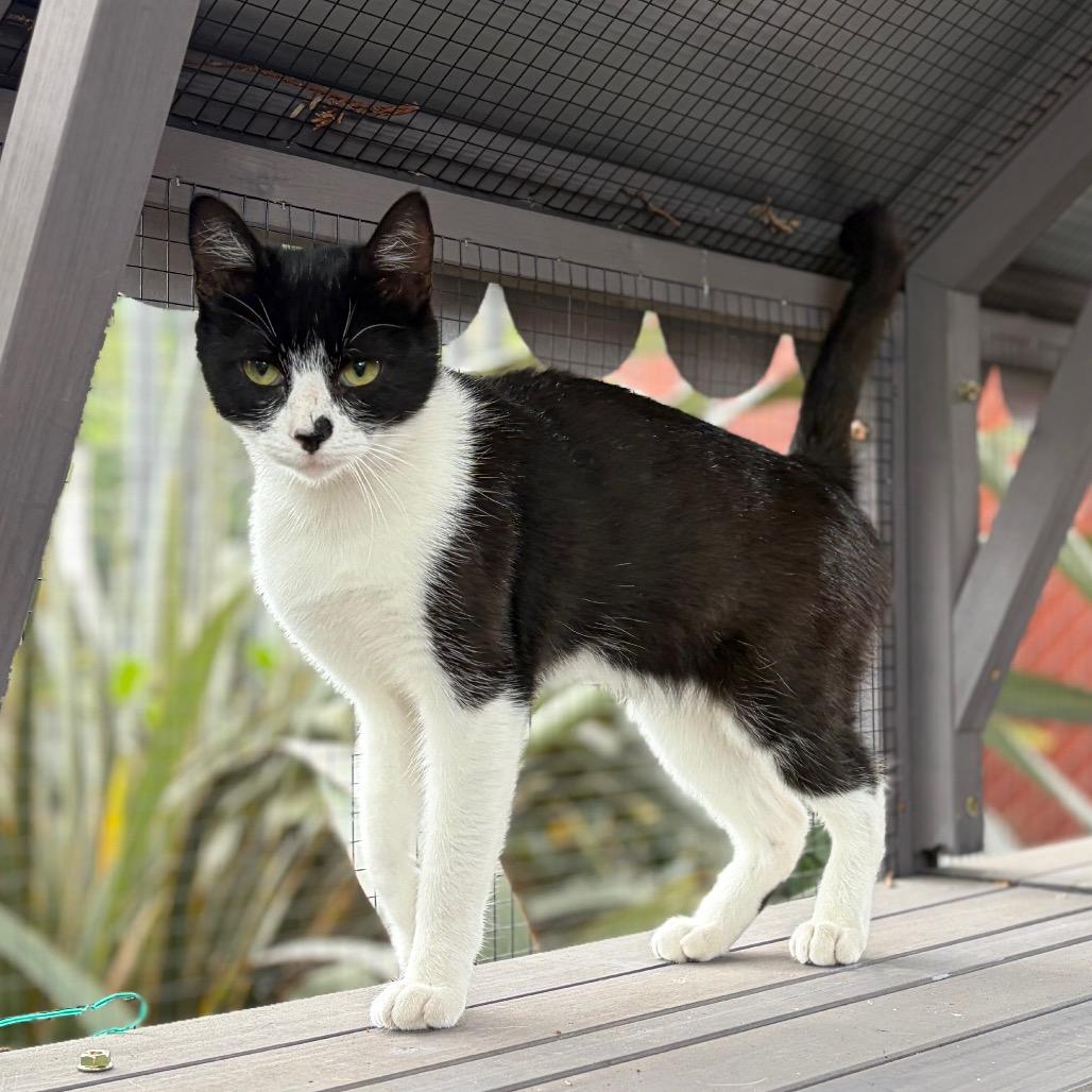 Winona, Adoptable, Kitten Female Domestic Short Hair.
