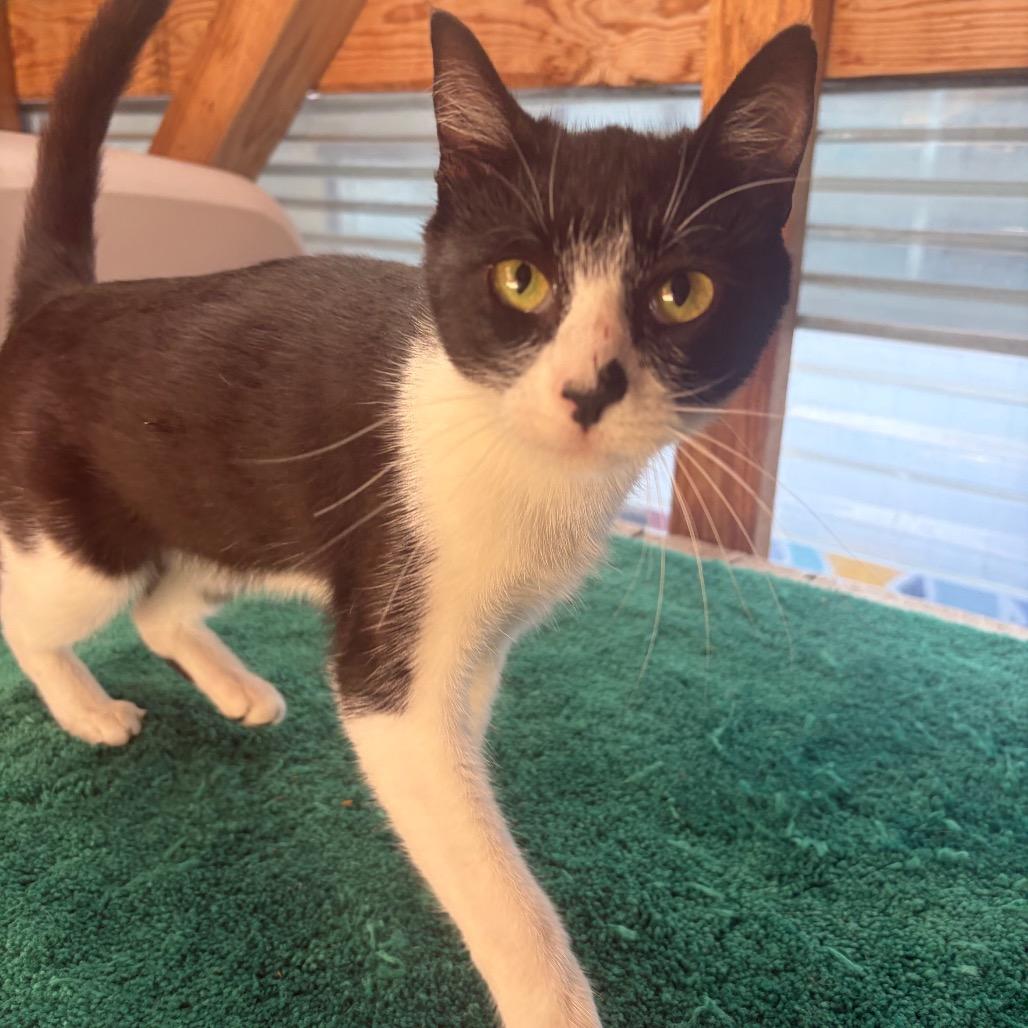 Enlarge Winona, a Adoptable Domestic Short Hair in San Pablo, CA image 2/6